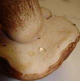 Tylopilus felleus image