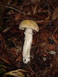 Cortinarius caperatus image