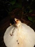 Neolentinus lepideus image