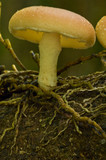Lentinula lateritia image