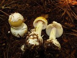 Amanita praecox image