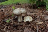 Megacollybia rodmani image