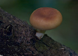Lentinula lateritia image