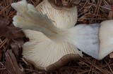 Megacollybia rodmani image