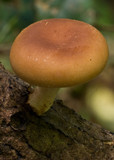 Lentinula lateritia image