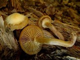 Kuehneromyces marginellus image