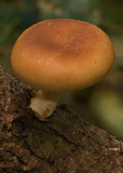 Lentinula lateritia image