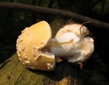 Amanita praecox image
