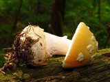 Amanita praecox image