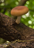 Lentinula lateritia image