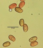 Buchwaldoboletus sphaerocephalus image