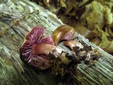 Mycena rutilantiformis image