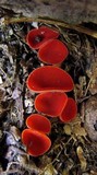 Sarcoscypha occidentalis image