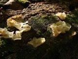 Ductifera pululahuana image