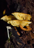 Xeromphalina tenuipes image