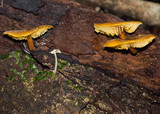 Xeromphalina tenuipes image