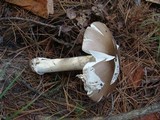 Amanita spreta image