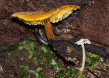 Xeromphalina tenuipes image