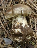 Tricholoma vernaticum image