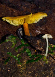 Xeromphalina tenuipes image