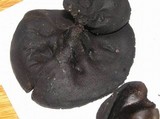 Sarcosoma mexicanum image