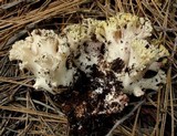 Ramaria vinosimaculans image