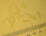 Ramaria vinosimaculans image