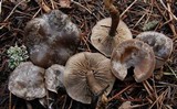 Clitocybe glacialis image