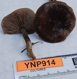 Clitocybe glacialis image