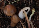 Mycena nivicola image