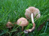 Marasmius oreades image