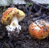 Amanita xanthocephala image