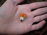 Amanita xanthocephala image