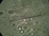Amanita sect. Vaginatae image