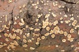 Aleurodiscus oakesii image