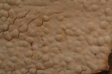 Gloeohypochnicium analogum image