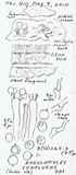 Gloeohypochnicium analogum image