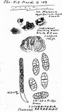 Cucurbitaria berberidis image