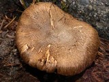 Inocybe lacera image
