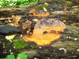 Fuligo septica image