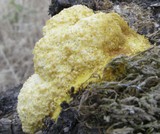 Fuligo septica image
