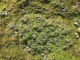 Collema bachmanianum image