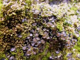 Collema bachmanianum image