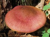 Tricholomopsis rutilans image