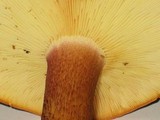 Tricholomopsis rutilans image