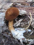 Flammulaster erinaceellus image