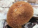 Flammulaster erinaceellus image