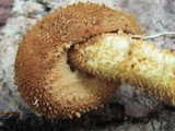 Flammulaster erinaceellus image