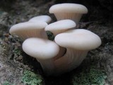 Pleurotus pulmonarius image