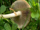 Agrocybe molesta image